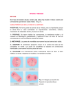 17MITOSIS Y MEIOSIS