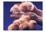 bronquitis infecciosa aviar