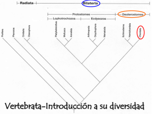 Teórica Vertebrados 5