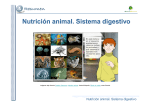 Nutrición animal. Sistema digestivo