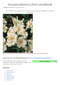 Azucena blanca (Lilium candidum)