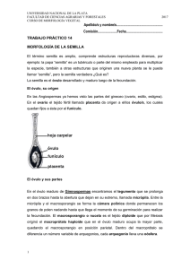 trabajo practico 12 - Morfología Vegetal