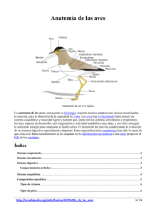 Anatomía de las aves