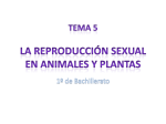 TEMA 5 La reproducción sexual en animales y plantas