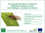 El Mosquito del Trigo en Andalucía (Mayetiola destructor Say). Ciclo