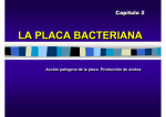 la placa bacteriana