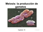 Meiosis: la producción de gametos