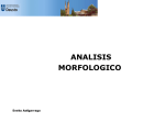Análisis Morfológico