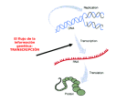 Tema 5.4. Transcripción del ADN a ARN