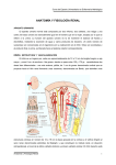 anatomía y fisiología renal