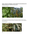 arboles, arbustos colombianos y algunas hierbas con usos