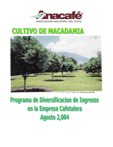 CULTIVO DE LA NUEZ DE MACADAMIA