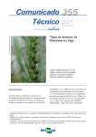 Tipos de lesiones de Piricularia en trigo - Infoteca-e