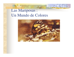 Las Mariposas : Un Mundo de Colores