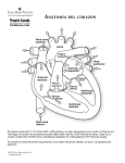 AnAtomíA del corAzón - Texas Heart Institute