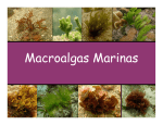 M l M i Macroalgas Marinas