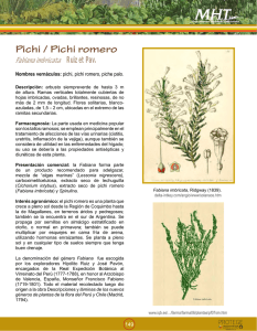 Pichi / Pichi romero