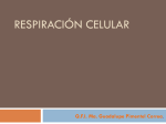 Respiración celular - Mi Aula de Ciencias