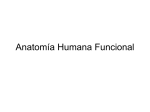 Anatomía Humana Funcional
