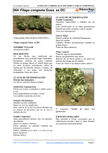 Alcaudonera menor. - Comarca Ribera Baja del Ebro