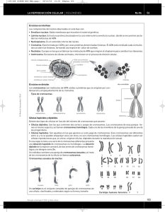 06 la reproducción celular resúmenes