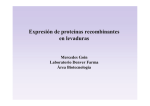 EXPRESION DE PROTEINAS EN LEVADURAS FCEN 2014