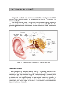 anatomia y fisiologia de la audicion