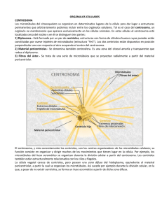ORGÁNULOS CELULARES CENTROSOMA Los microtúbulos del