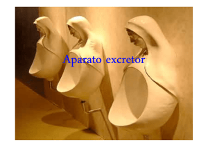 El Aparato Excretor