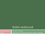 tejido muscular - Facultad de Medicina