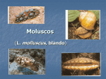 Moluscos
