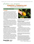 Cultive sus propios tomates y tomatillos