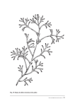 Fig. 15: Rama de shih (Artemisia herba