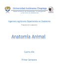Anatomía Animal (T y P)