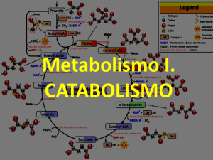 catabolismo - PRINCIPAL - Página web de biolucia
