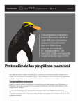 Protección de los pingüinos macaroni