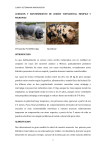 Cuidados y mantenimiento de cerdos vietnamitas