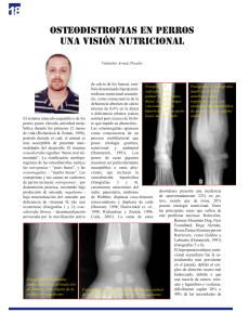 osteodistrofias en perros una visión nutricional