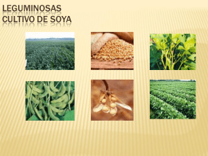 CULTIVO DE SOYA