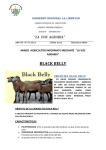 black belly - agrolalibertad.gob.pe