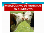 metabolismo de proteinas en rumiantes