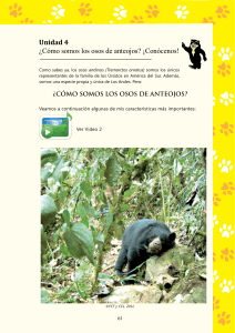 Cómo somos los osos de anteojos?