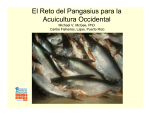 El Reto del Pangasius para la Acuicultura Occidental