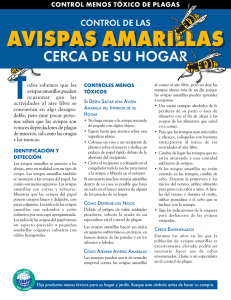 Control de las avispas amarillas cerca de su hogar