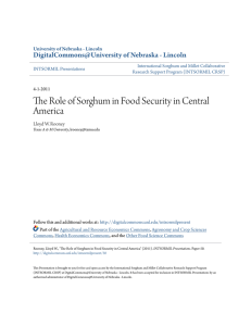 The Role of Sorghum in Food Security in Central America