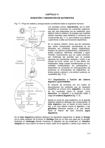 114 CAPÍTULO 11 DIGESTIÓN Y ABSORCIÓN DE NUTRIENTES