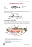 disección de un vertebrado: pez óseo