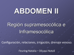 abdomen ii. 2012 - Anatomia en Obstetricia
