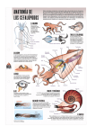 anatomía de los cefalópodos