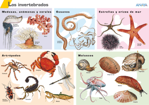 Medusas, anémonas y corales Gusanos Estrellas y erizos de mar